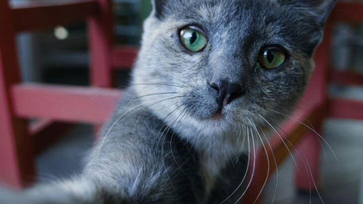 10 Quirks Only a Russian Blue Owner Will Understand