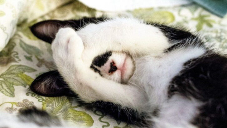 10 Quirky Rituals Cats Perform Before Settling to Sleep—and What They Mean