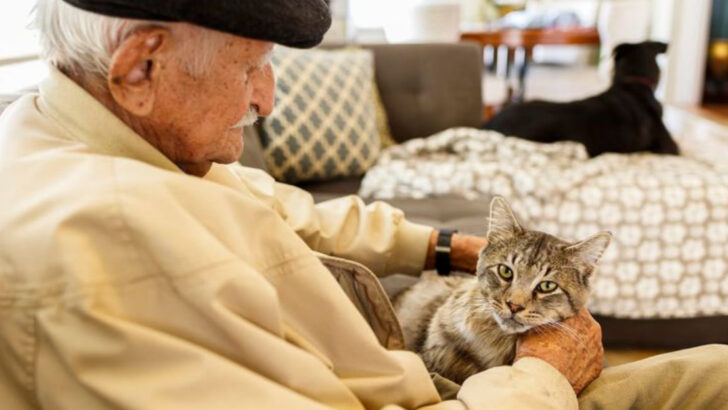 10 Reasons Cats Make Great Follow-Up Pets After Dogs