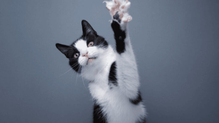 10 Reasons Why You Should Never Declaw Your Cat