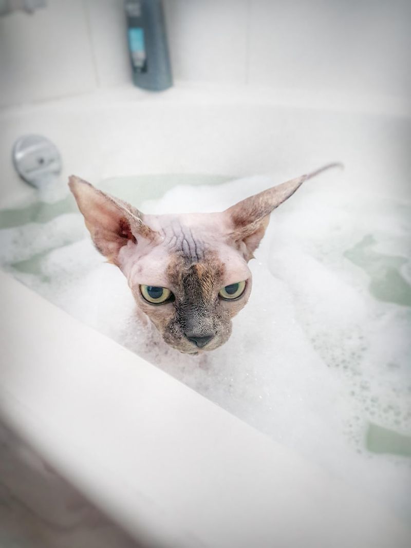 High Maintenance Grooming Needs
