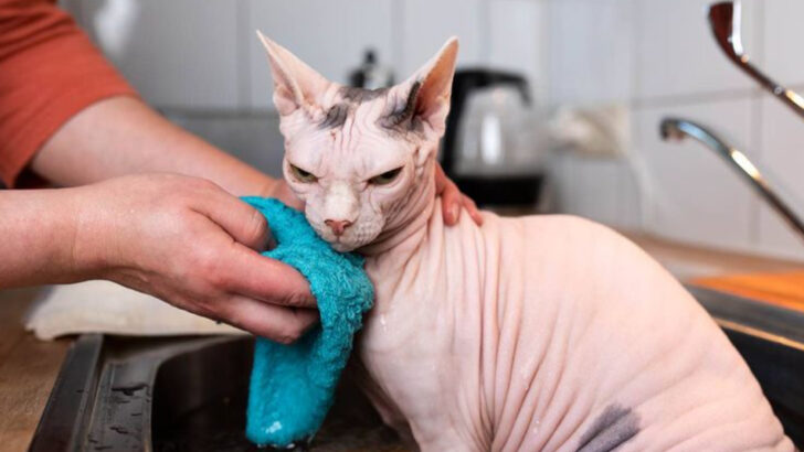 10 Reasons Why a Sphynx is Not for Everyone