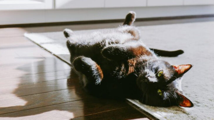 10 Reasons Your Cat Lays in the Middle of the Room