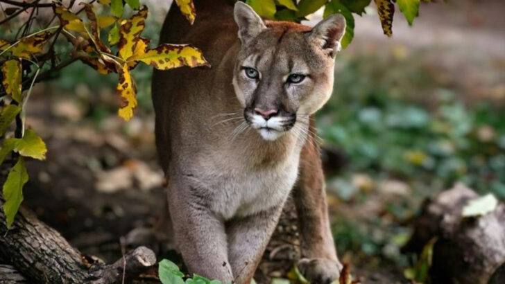 10 Roles Wild Cats Play in the U.S. Ecosystem