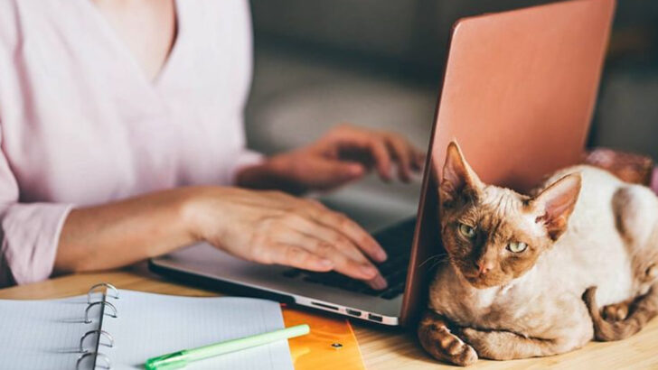 10 Signs That You’re the Office Cat Lady