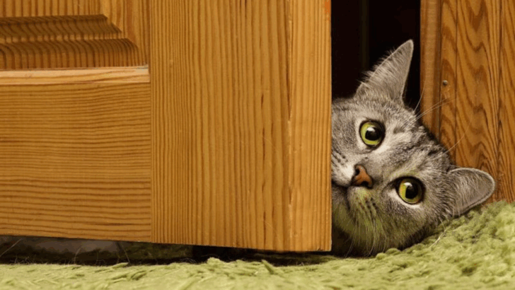 10 Signs Your Cat Thinks It’s Actually in Charge