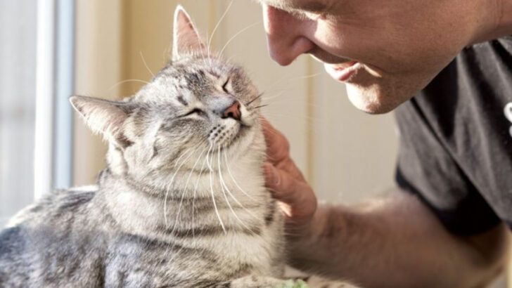 10 Signs You’re a Full-Time Cat Cuddler, Part-Time Human