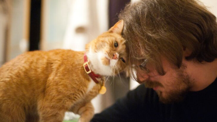 10 Signs You’re the Main Parent in Your Cat’s Life