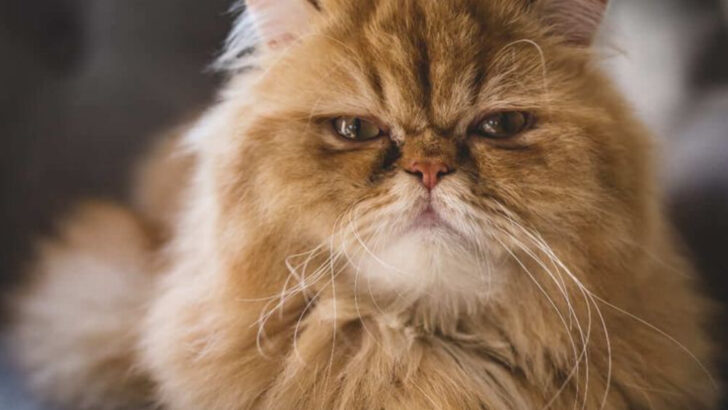 10 Signs of Brachycephalic Airway Syndrome in Persian Cats
