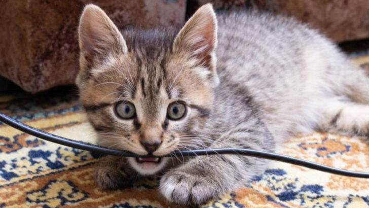 9 Smart Ways to Cat-Proof Your Airbnb While on Vacation