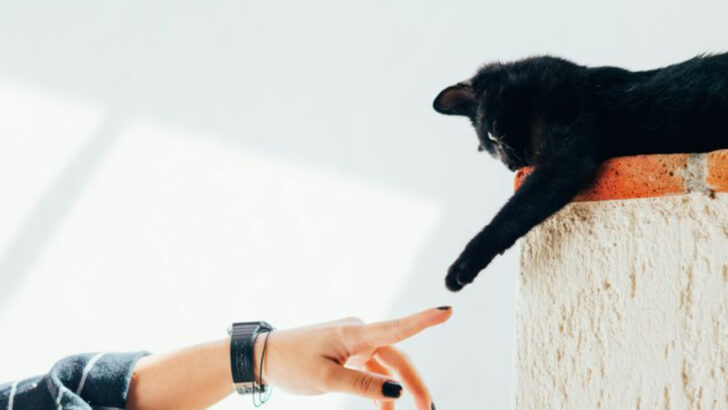 10 Things Cat Sitters Do & How to Hire the Right One