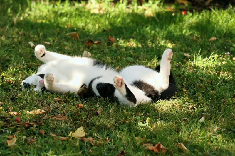 Warm Sunshine for Lounging