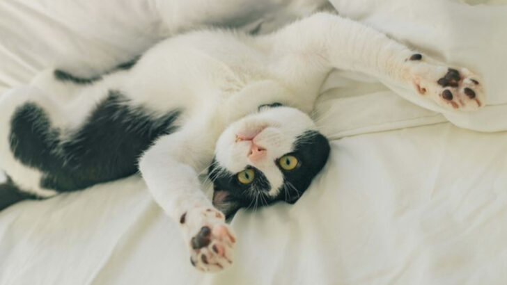 10 Things That Are Totally Normal—If You Have a Cat