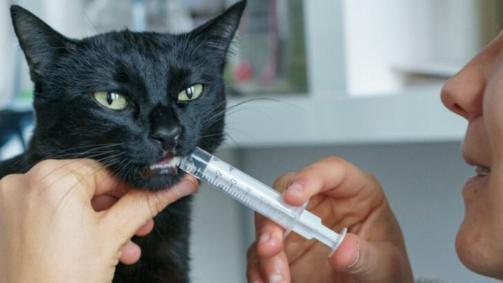 10 Things You Must Do After Your Cat’s Tooth Removal