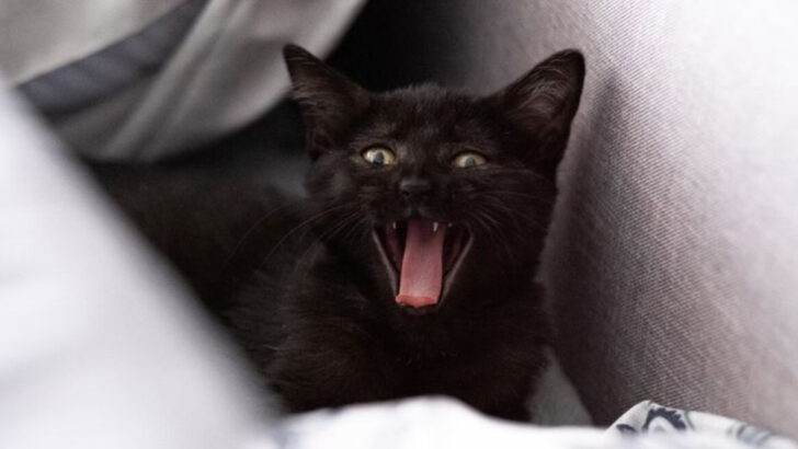 10 Things You Need to Know About Kitten Teething