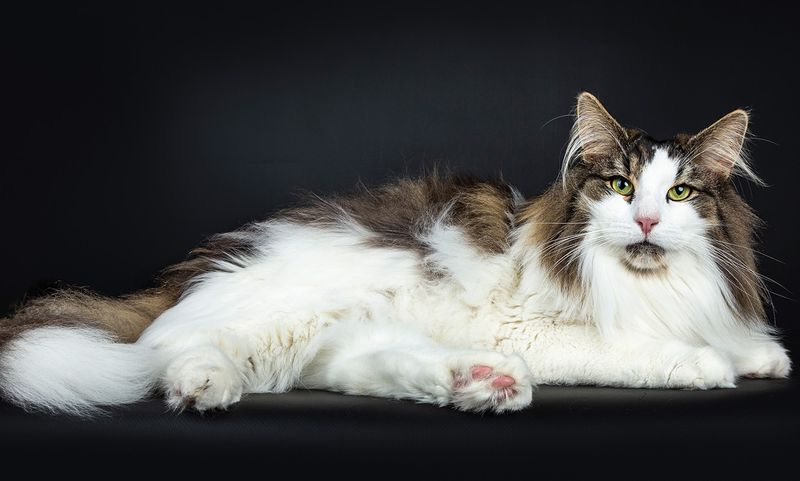 There Are WAY More Breeds Than You Thought