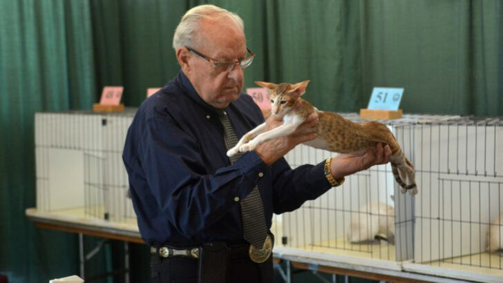 10 Things You’ll Learn at Your First Cat Show