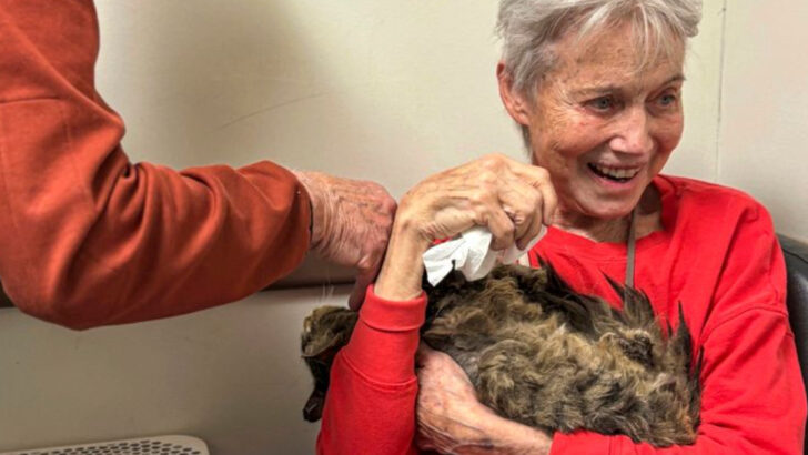 10 Times Cats Were Front-Page News