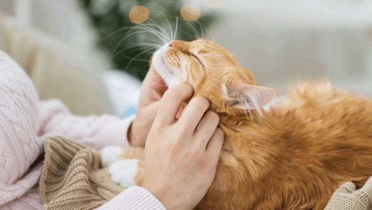 10 Ways Cats Quietly Dominate the Pet World