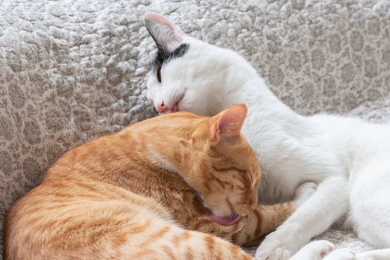 Grooming Each Other (Allogrooming)