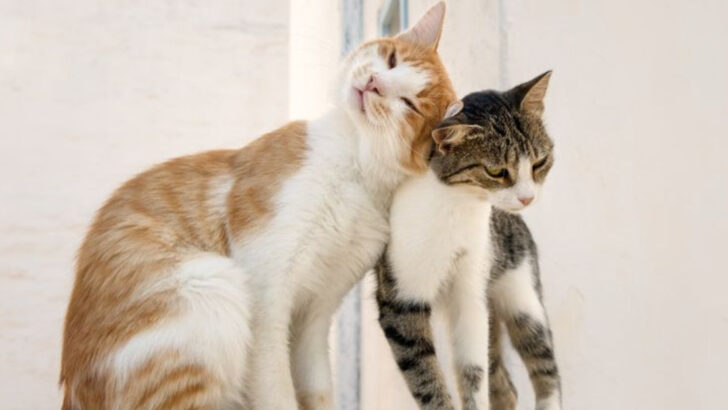 10 Ways Cats Show Friendship