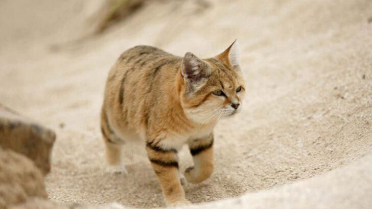 10 Ways Saharan Sand Cats Are Uniquely Endangered Yet Overlooked