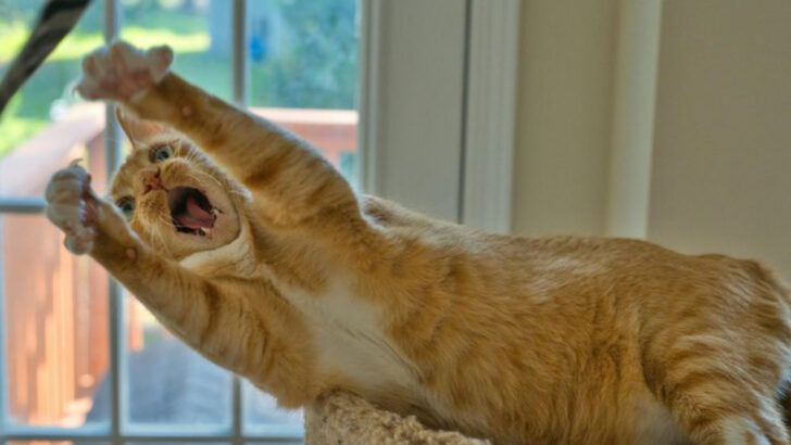 10 Ways Your Cat Will Change During the Teen Phase