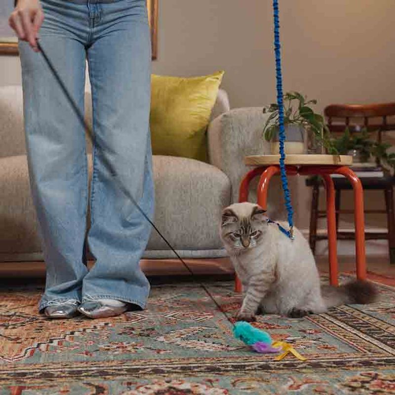 Get Your Cat Comfortable with a Harness