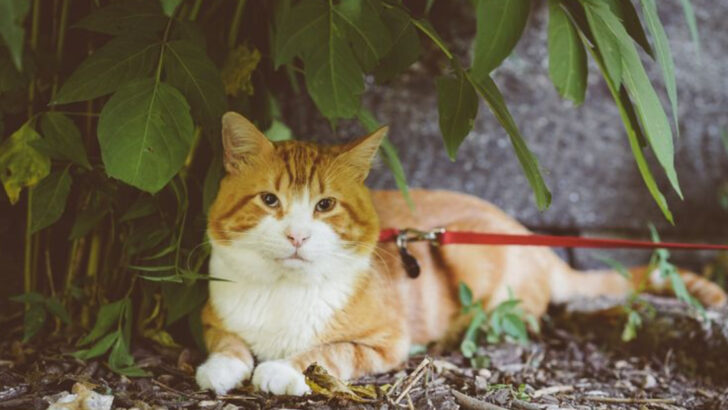 10 Ways to Prepare Your Cat for Safe Summer Outings