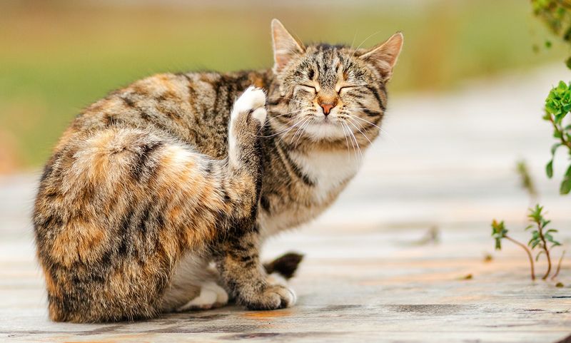 Flea and Tick Prevention