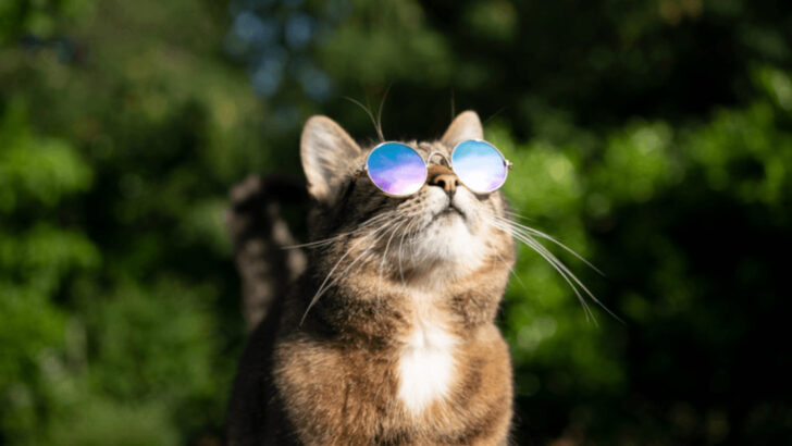 10 Ways to Prepare Your Outdoor Cat for Warmer Weather