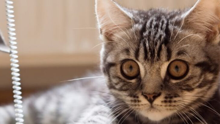 10 Cat Parenting Mistakes You Didn’t Know You Were Making