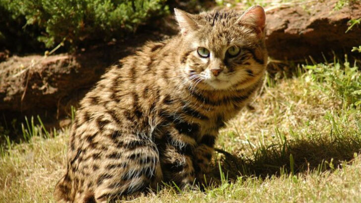 10 of the World’s Most Mysterious Felines and Where to Find Them