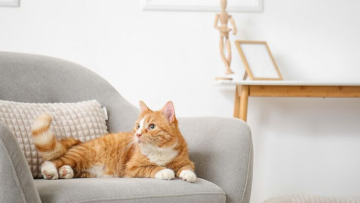 10 Signs You’re Not Prepared to Be a Cat Owner