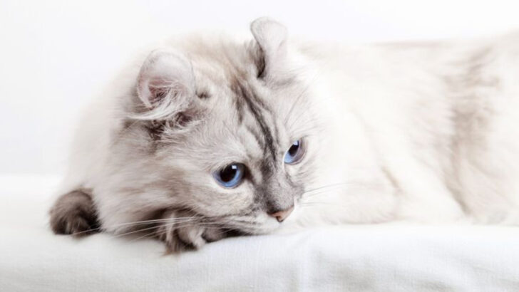 10 Small Cat Breeds That Could Disappear in the Future