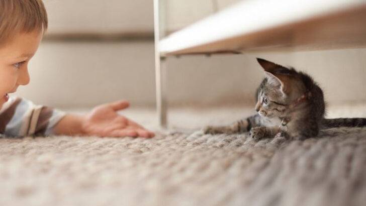10 Times Your Cat Needs You Close, But Quiet