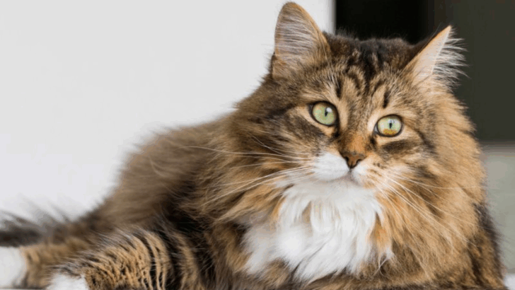 11 Cat Habits That Disappear With Emotional Healing
