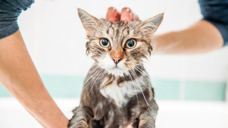 11 Secrets to Bathing Your Cat Without Losing Your Mind