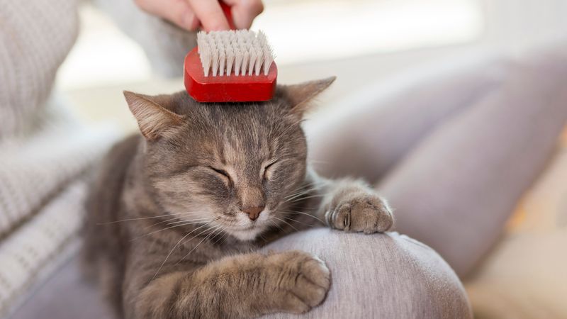 Brush Away the Winter Coat