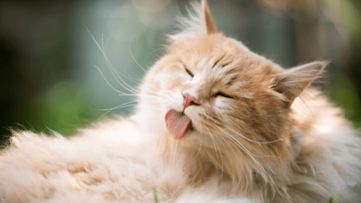11 Spring Grooming Tips for Outdoor Cats