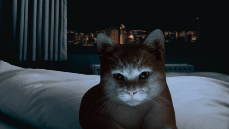 11 Tricks to Stop My Cat from Waking Me Up at Night