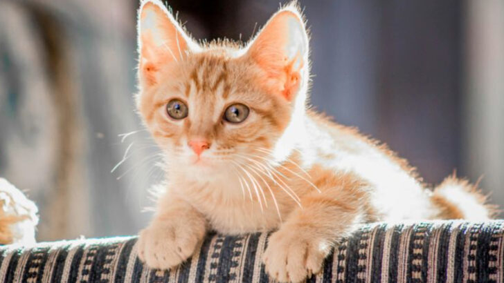 11 Ways to Avoid Hurting Your New Kitten’s Feelings
