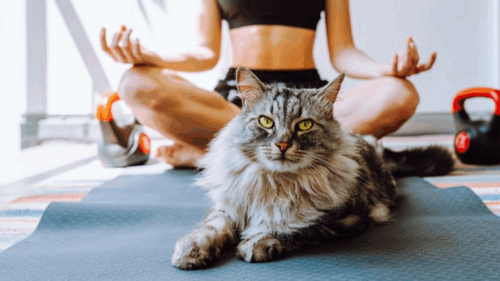 11 Ways to Protect Your Cat’s Mood by Reducing Your Own Anxiety