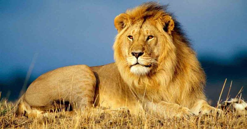 Lions Are the Kings of the Jungle