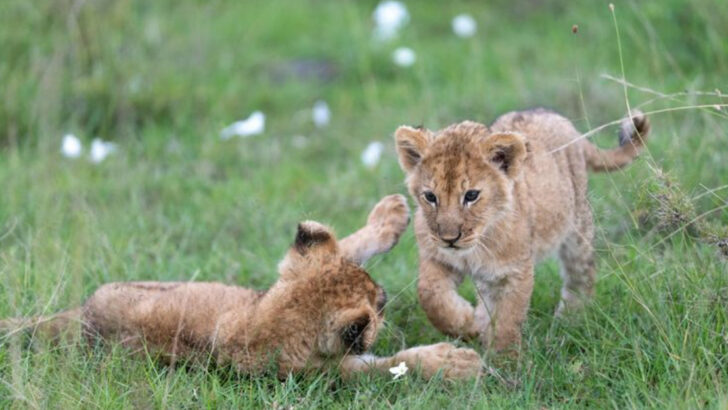 11 Widespread Myths About Big Cats and How They Behave