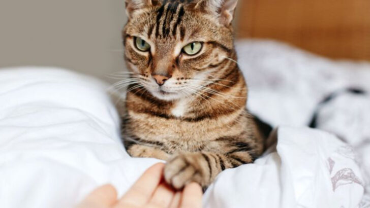 11 Behaviors That Show Your Cat Doesn’t Fully Trust You Yet