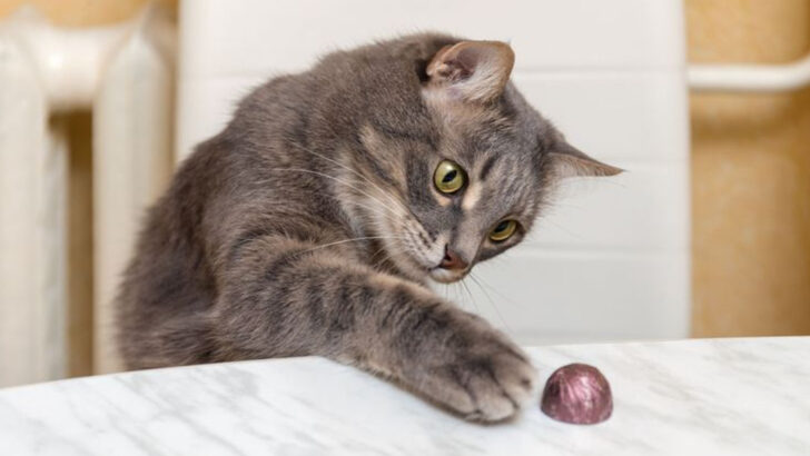 11 Reasons Your Cat Loves Knocking Things Over