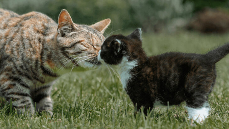 11 Signs Your Cat is Warming Up to the New Kitten