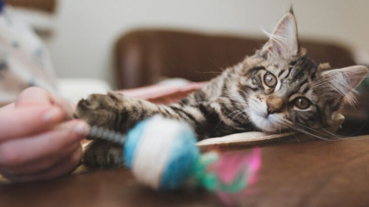 11 Things You Didn’t Know About Your Cat’s Teenage Years