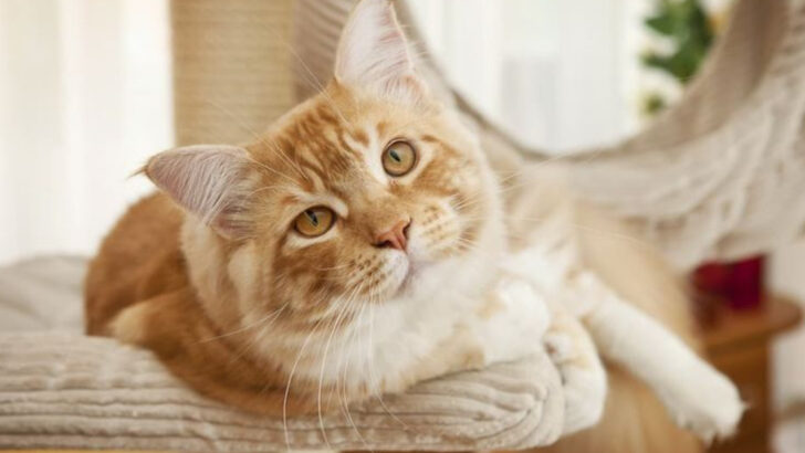 11 Unexpected Ways Your Cat Could Be Trying to Help You